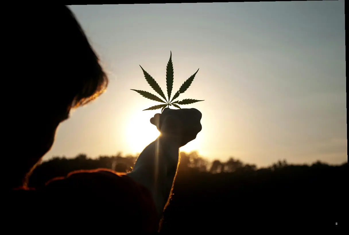 THC vs CBD: 샅샅이 파헤쳐 보자!