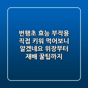 번행초 효능, 부작용? 직접 키워 먹어보니 알겠네요! 위장부터 재배 꿀팁까지