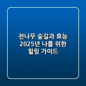 전나무 숲길과 효능: 2025년 나를 위한 힐링 가이드